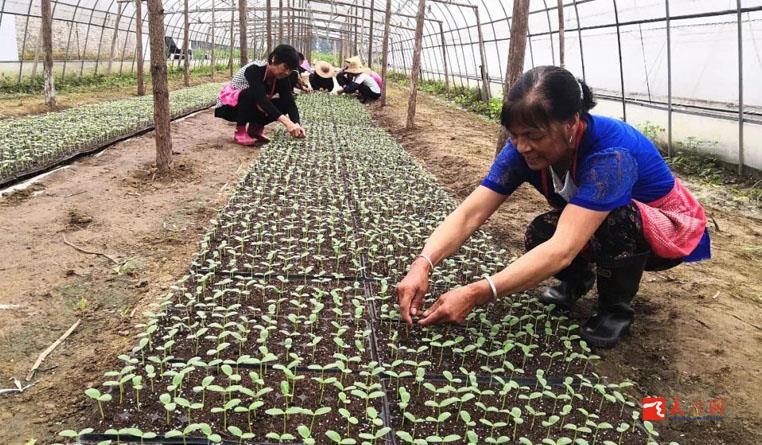 有擔當！天門這家合作社讓貧困戶們在家門口就把錢掙了