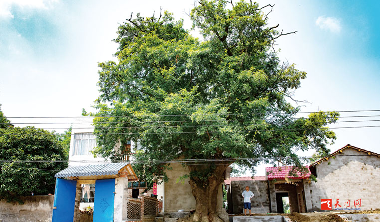 百年古樹(shù)枝繁葉茂