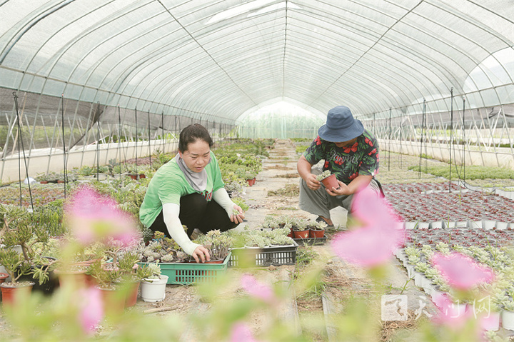 多肉植物綻放“美麗經(jīng)濟(jì)”