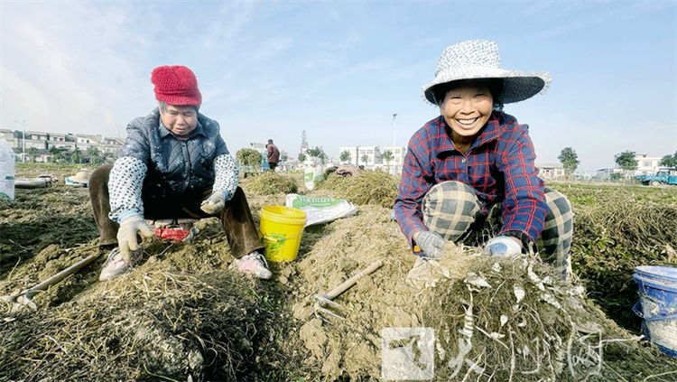 芋環(huán)豐收